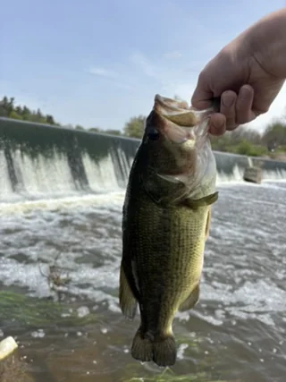 Largemouth bass caught below a dam